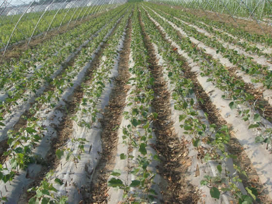 栽种葡萄苗土壤有哪些要求？