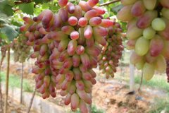 葡萄农药的潜规则 葡萄种植常用农药